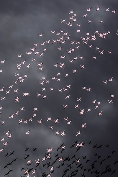 Africa-Tanzania-Aerial view of flock of Greater and Lesser Flamingos flying above salt waters